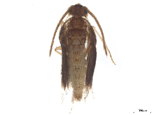  ( - CBG-B23869-C11)  @11 [ ] CreativeCommons - Attribution (2025) CBG Photography Group Centre for Biodiversity Genomics