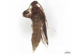  ( - CBG-B23869-C12)  @11 [ ] CreativeCommons - Attribution (2025) CBG Photography Group Centre for Biodiversity Genomics