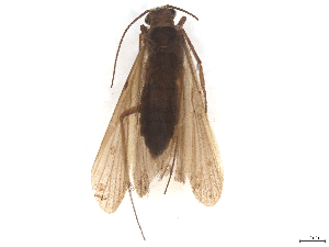  ( - CBG-B23869-D07)  @11 [ ] CreativeCommons - Attribution (2025) CBG Photography Group Centre for Biodiversity Genomics