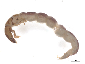  ( - CBG-B23869-D10)  @11 [ ] CreativeCommons - Attribution (2025) CBG Photography Group Centre for Biodiversity Genomics