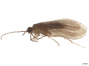  (Tinodes algiricus - CBG-B23869-E03)  @11 [ ] CreativeCommons - Attribution (2025) CBG Photography Group Centre for Biodiversity Genomics