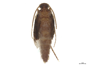  ( - CBG-B23869-E05)  @11 [ ] CreativeCommons - Attribution (2025) CBG Photography Group Centre for Biodiversity Genomics