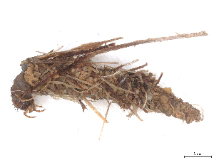  (Mesophylax sp. 1 - CBG-B23869-E07)  @11 [ ] CreativeCommons - Attribution (2025) CBG Photography Group Centre for Biodiversity Genomics