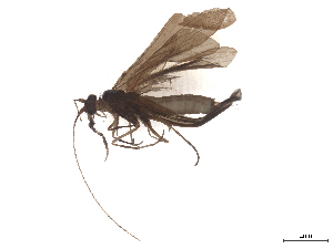  ( - CBG-B23869-E10)  @11 [ ] CreativeCommons - Attribution (2025) CBG Photography Group Centre for Biodiversity Genomics