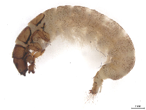  ( - CBG-B23869-F05)  @11 [ ] CreativeCommons - Attribution (2025) CBG Photography Group Centre for Biodiversity Genomics