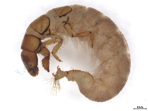  ( - CBG-B23869-F08)  @11 [ ] CreativeCommons - Attribution (2025) CBG Photography Group Centre for Biodiversity Genomics