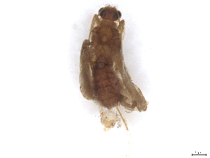  ( - CBG-B23869-F09)  @11 [ ] CreativeCommons - Attribution (2025) CBG Photography Group Centre for Biodiversity Genomics