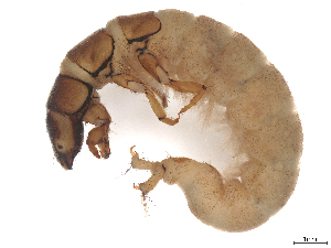  ( - CBG-B23869-F10)  @11 [ ] CreativeCommons - Attribution (2025) CBG Photography Group Centre for Biodiversity Genomics