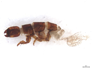  (Hydropsyche fezana - CBG-B23869-G02)  @11 [ ] CreativeCommons - Attribution (2025) CBG Photography Group Centre for Biodiversity Genomics