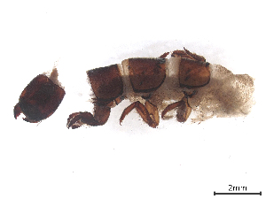  (Hydropsyche obscura - CBG-B23869-G03)  @11 [ ] CreativeCommons - Attribution (2025) CBG Photography Group Centre for Biodiversity Genomics