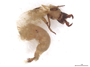  (Hydropsyche resminida - CBG-B23869-G05)  @11 [ ] CreativeCommons - Attribution (2025) CBG Photography Group Centre for Biodiversity Genomics