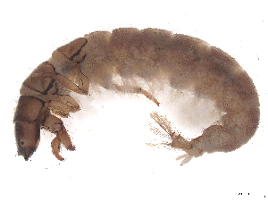  ( - CBG-B23869-G09)  @11 [ ] CreativeCommons - Attribution (2025) CBG Photography Group Centre for Biodiversity Genomics