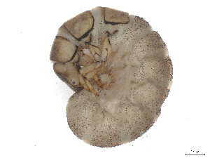  ( - CBG-B23869-H08)  @11 [ ] CreativeCommons - Attribution (2025) CBG Photography Group Centre for Biodiversity Genomics