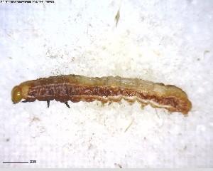  ( - BIOUG06751-A01)  @12 [ ] CreativeCommons - Attribution (2011) M. Alex Smith Centre for Biodiversity Genomics