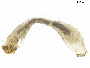  (Simulium bovis - LIM 824P)  @11 [ ] CreativeCommons - Attribution (2019) CBG Photography Group Centre for Biodiversity Genomics