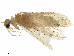  (Chimarra sp. A - LIM 853V(i))  @11 [ ] CreativeCommons - Attribution (2019) CBG Photography Group Centre for Biodiversity Genomics