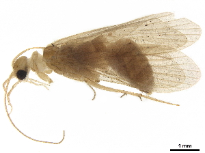  (Chimarra sp. B - LIM 853V(ii))  @11 [ ] CreativeCommons - Attribution (2019) CBG Photography Group Centre for Biodiversity Genomics