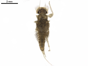  ( - LIM 875L)  @11 [ ] CreativeCommons - Attribution (2019) CBG Photography Group Centre for Biodiversity Genomics