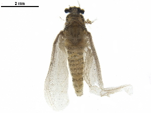  (Tricorythinae - LIM 892C)  @11 [ ] CreativeCommons - Attribution (2019) CBG Photography Group Centre for Biodiversity Genomics