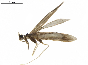  (Leptocerus didymata - LIM 911AA)  @11 [ ] CreativeCommons - Attribution (2019) CBG Photography Group Centre for Biodiversity Genomics