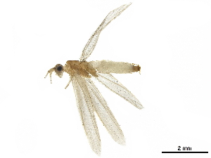  (Trichosetodes triangularis - LIM 911AF)  @11 [ ] CreativeCommons - Attribution (2019) CBG Photography Group Centre for Biodiversity Genomics