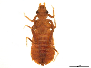  (Microgomphus sp. A - ODO-X1-001)  @11 [ ] CreativeCommons - Attribution (2019) CBG Photography Group Centre for Biodiversity Genomics