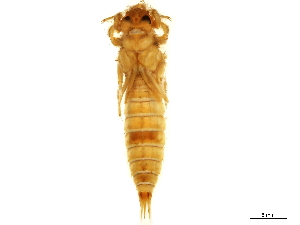  (Paragomphus magnus - ODO-X3-001)  @11 [ ] CreativeCommons - Attribution (2019) CBG Photography Group Centre for Biodiversity Genomics