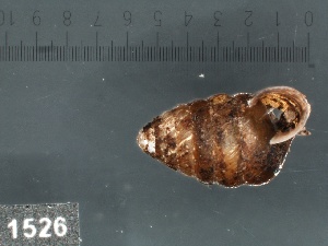  ( - KM188719)  @11 [ ] Copyright (2013) Unspecified, Natural History Museum of Vienna Natural History Museum of Vienna