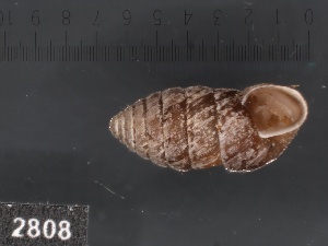  ( - KM188866)  @11 [ ] Copyright (2013) Unspecified, Natural History Museum of Vienna Natural History Museum of Vienna