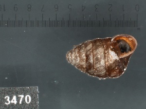  ( - KM188717)  @11 [ ] Copyright (2013) Unspecified, Natural History Museum of Vienna Natural History Museum of Vienna