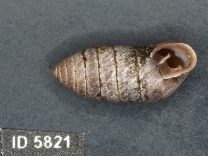  ( - KM188849)  @11 [ ] Copyright (2013) Unspecified, Natural History Museum of Vienna Natural History Museum of Vienna