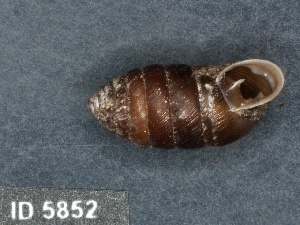  ( - KM188851)  @11 [ ] Copyright (2013) Unspecified, Natural History Museum of Vienna Natural History Museum of Vienna