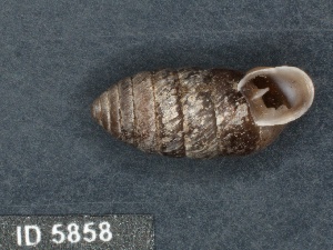  ( - KM188843)  @11 [ ] Copyright (2013) Unspecified, Natural History Museum of Vienna Natural History Museum of Vienna