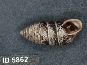  ( - KM188844)  @11 [ ] Copyright (2013) Unspecified, Natural History Museum of Vienna Natural History Museum of Vienna