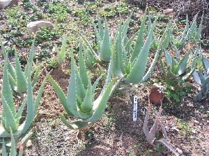  (Aloe globuligemma - BHD389)  @14 [ ] No Rights Reserved  Unspecified Unspecified