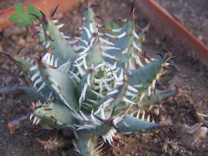  (Aloe erinacea - BHD395)  @14 [ ] No Rights Reserved  Unspecified Unspecified