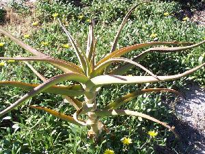  (Aloe barberae - BHD422)  @13 [ ] No Rights Reserved  Unspecified Unspecified