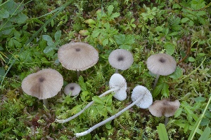  (Entoloma perchalybeum - BGE_00471_C03)  @11 [ ] Copyright (2024) Alessandro Fellin None