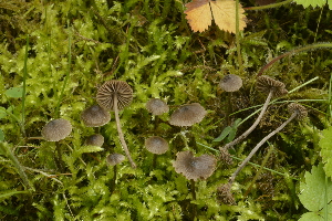  (Entoloma hirtum - BGE_00471_E01)  @11 [ ] Copyright (2024) Alessandro Fellin None