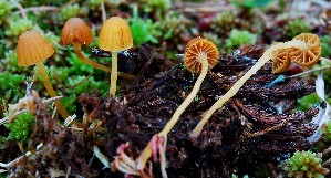  (Galerina cerina - BGE_00471_E04)  @11 [ ] Copyright (2024) Alessandro Fellin None