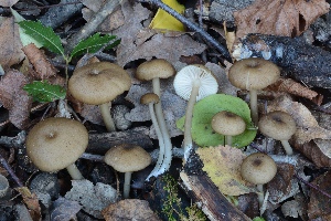  (Entoloma mediterraneense - BGE_00471_E07)  @11 [ ] Copyright (2024) Alessandro Fellin None