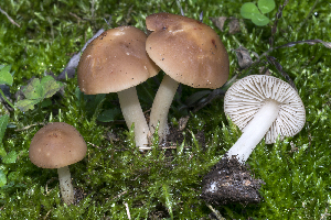  (Marasmius collinus - BGE_00471_F12)  @11 [ ] Copyright (2024) Emanuele Campo None