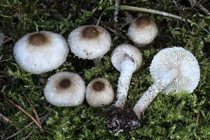 (Lepiota forquignonii - BGE_00471_G02)  @11 [ ] Copyright (2024) Emanuele Campo None