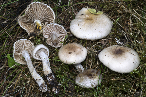  (Hygrophorus spodoleucus - BGE_00471_G03)  @11 [ ] Copyright (2024) Emanuele Campo None