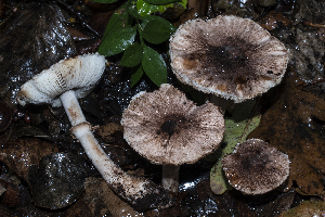  (Leucoagaricus jubilaei - BGE_00471_G09)  @11 [ ] Copyright (2024) Emanuele Campo None