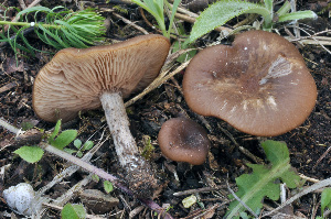  (Entoloma sericeoides - BGE_00471_H02)  @11 [ ] Copyright (2024) Luciano Michelin None