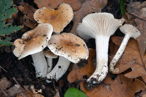  (Hygrophorus leucophaeo-ilicis - BGE_00472_D07)  @11 [ ] Copyright (2024) Luciano Michelin None