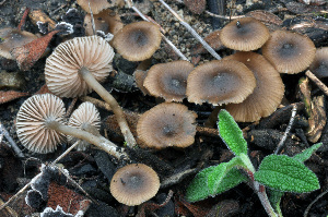  (Entoloma cistophilum - BGE_00472_F12)  @11 [ ] Copyright (2024) Luciano Michelin None