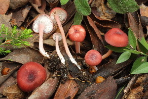  (Entoloma roseum - BGE_00472_G09)  @11 [ ] Copyright (2024) Luciano Michelin None