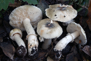 (Leucoagaricus subolivaceus - BGE_00472_H02)  @11 [ ] Copyright (2024) Luciano Michelin None